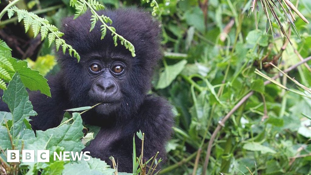 'Conservation successes' bring hope for mountain gorilla - BBC News