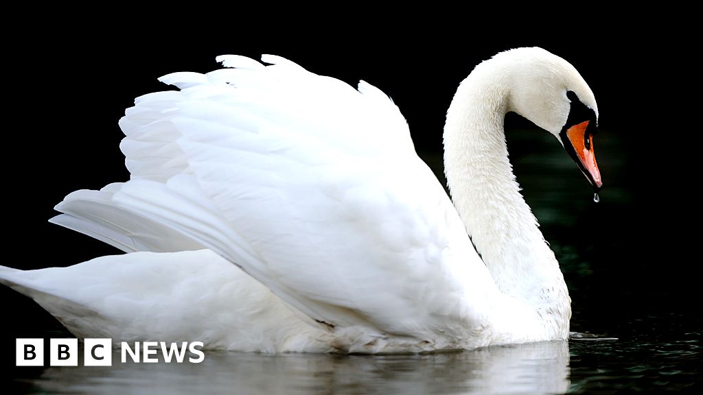 Quiz What has killed 20 of the Queen’s swans?