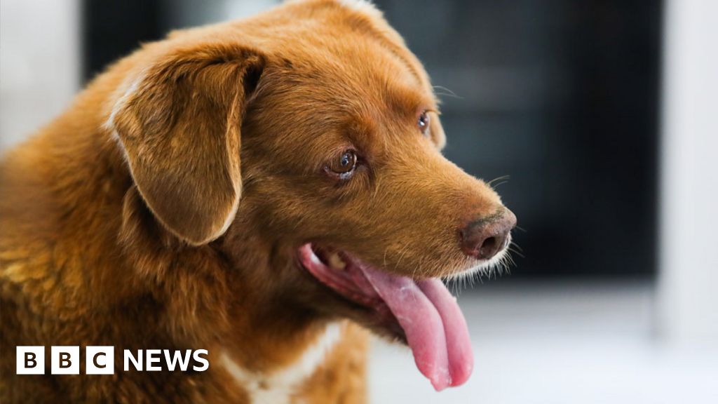 Bobi, the world's oldest dog ever, dies aged 31