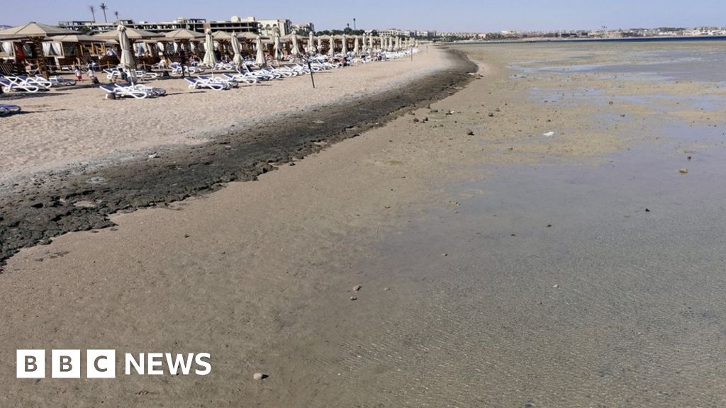 Egypt Red Sea beaches close after deadly shark attack