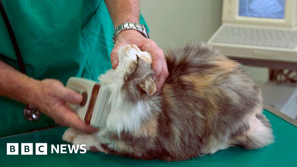Cats must be microchipped under animal care plan