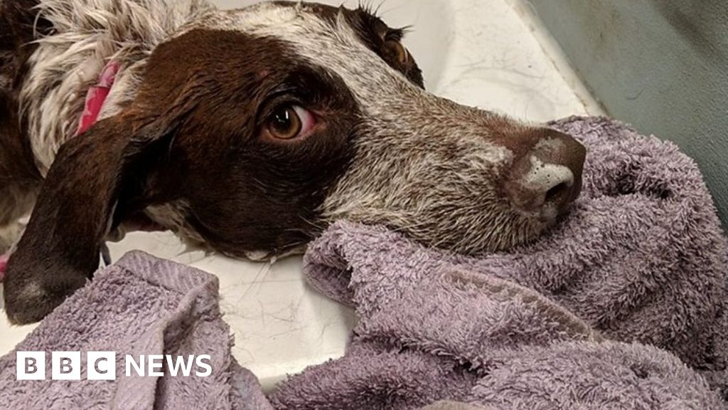 CAMBRIDGE ANIMAL CONTROL PHOTOS visual data 5