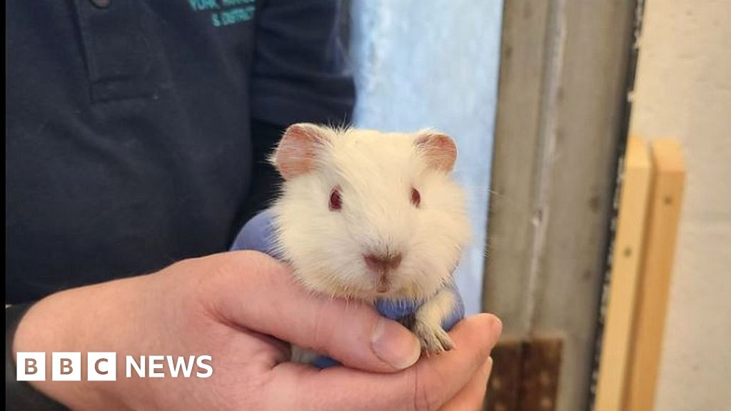 York RSPCA staff 'shocked' at arrival of 48 guinea pigs