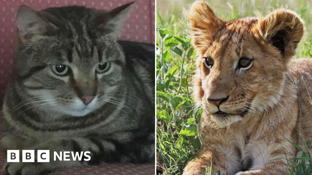 Missing cat Simba found near Colchester Zoo lion house ...