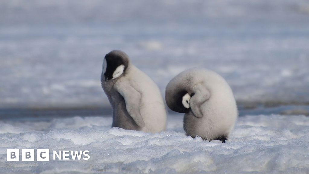 Antarctica Thousands Of Emperor Penguin Chicks Wiped Out c News