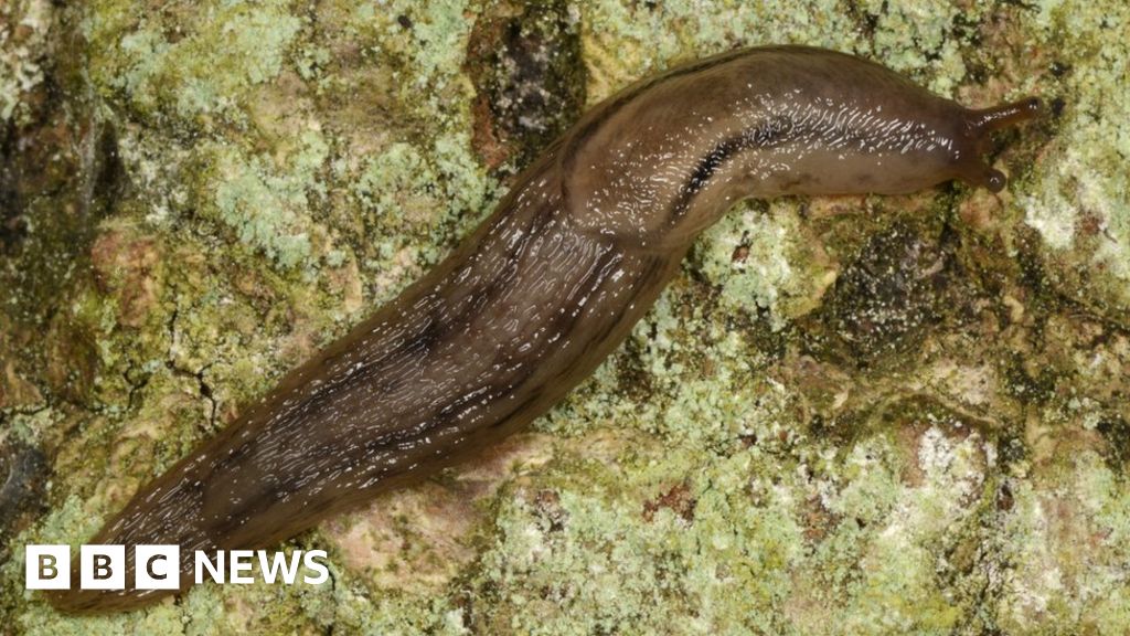 Slimy Slugs Inspire Potentially Lifesaving Medical Glue Bbc News