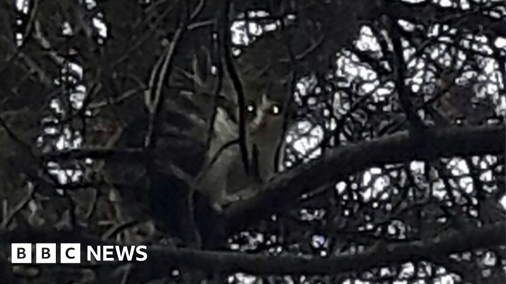 Cat rescued after four nights in Fife tree in freezing temperatures