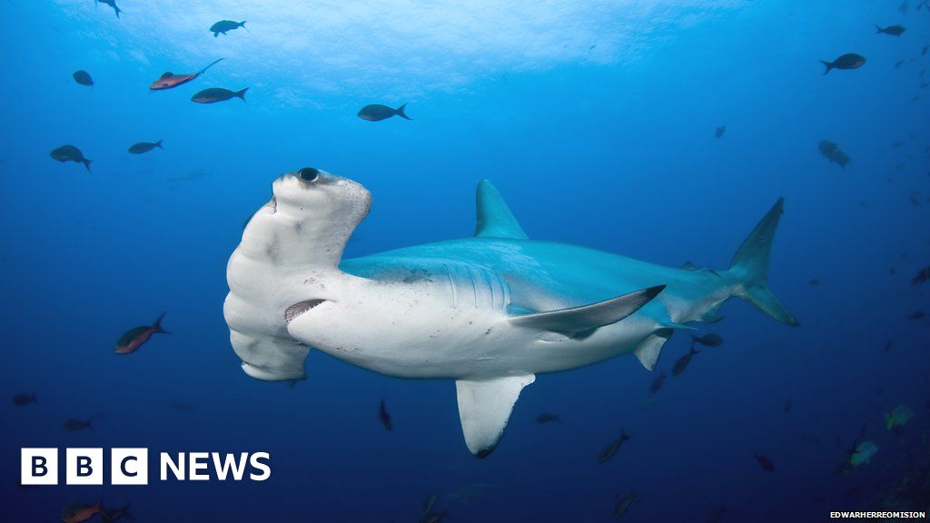 Saving sharks: One woman's mission to protect the hammerhead