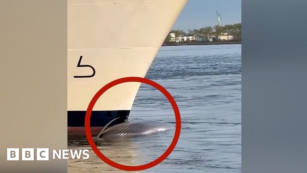 Une vidéo montre une baleine morte sur la proue d’un bateau de croisière à New York