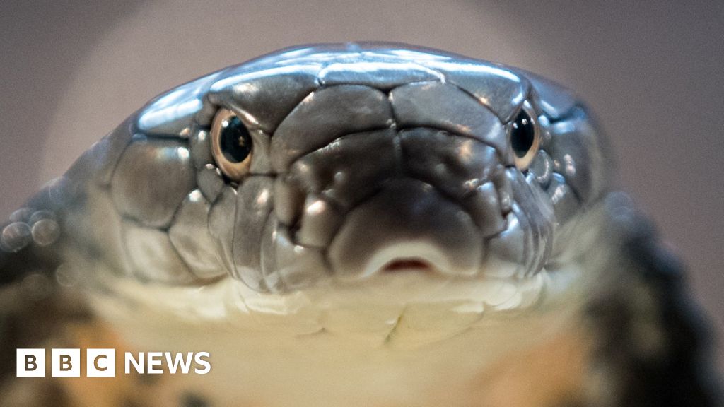 This Tiny Snake Has a Big Mouth - The New York Times