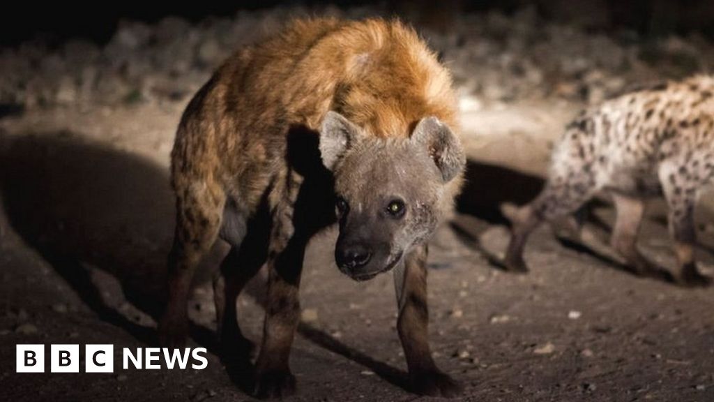 Ethiopia civil war: Hyenas scavenge on corpses as Tigray forces retreat