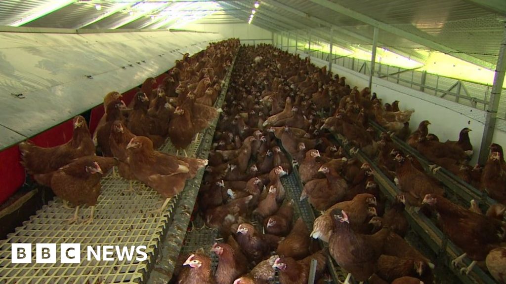 Defra Confirms Bird Flu At Devon Premises - BBC News