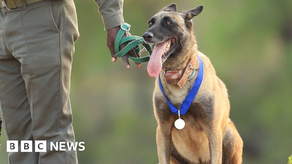 Rhino poacherhunting dog from South Africa gets hero medal BBC News