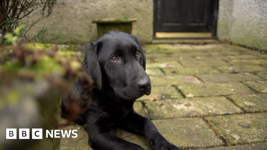 Dogs: Woman hunts down stolen pup after online advert - BBC News