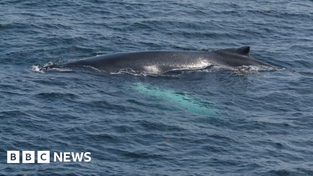 'Rise' in humpback whale sightings off western Scotland BBC News
