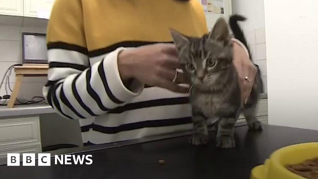 Microchipping cats could compulsory in England BBC News