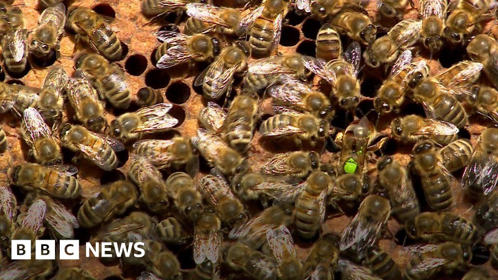 How honeybees perform queen duets thumbnail
