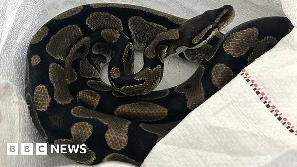 Pythons abandoned in Northampton to be rehomed - BBC News