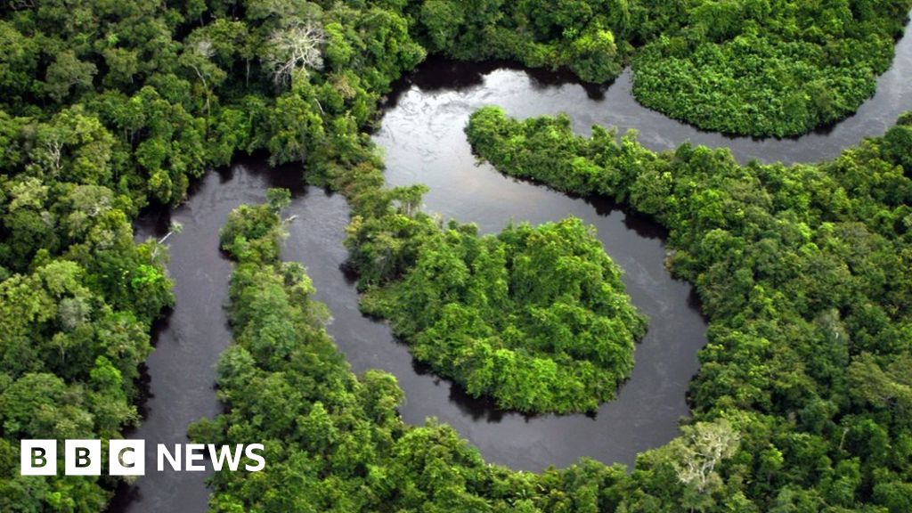 Amazon Rainforest Plots Sold Via Facebook Marketplace Ads c News