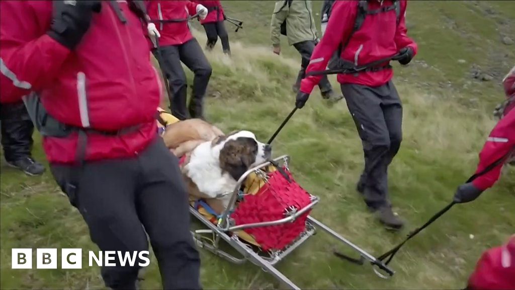 Daisy the St Bernard dog back home after Scafell Pike mountain rescue