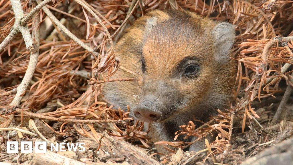 紐基動物園慶祝罕見的鄢陵疣豬仔誕生