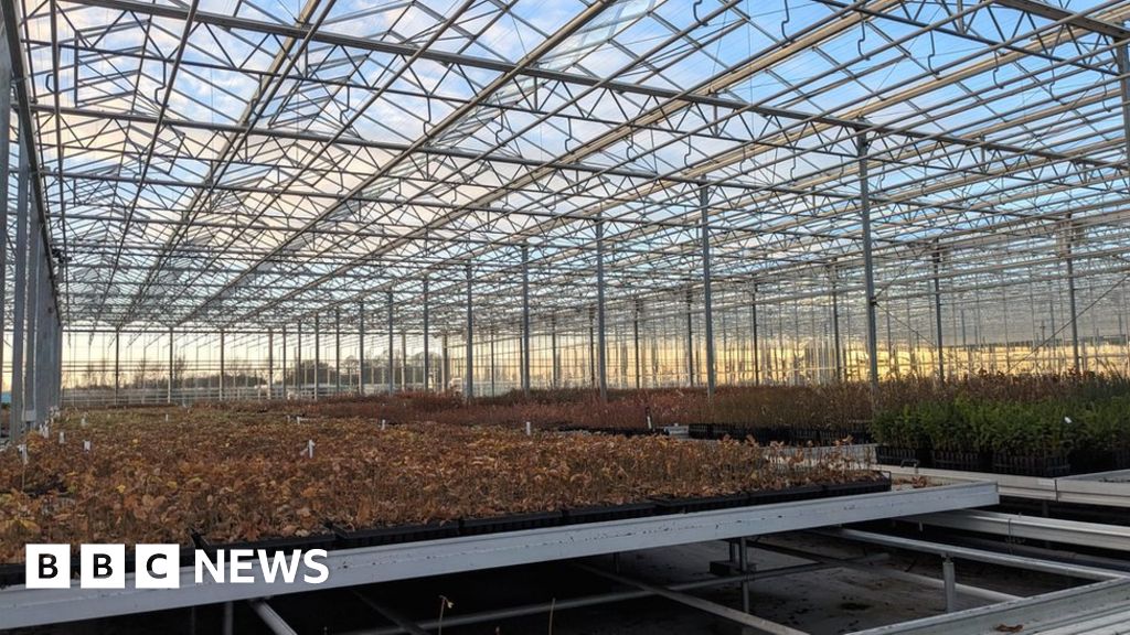 Yorkshire woodland project plants 50,000 acorns BBC News