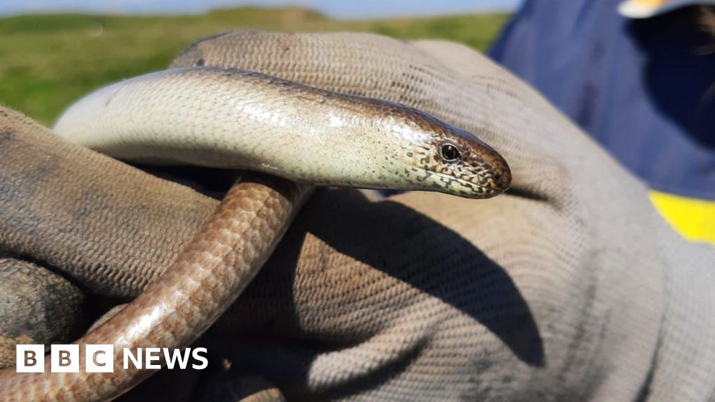 Climate change: Flat Holm Island wildlife data becomes interactive