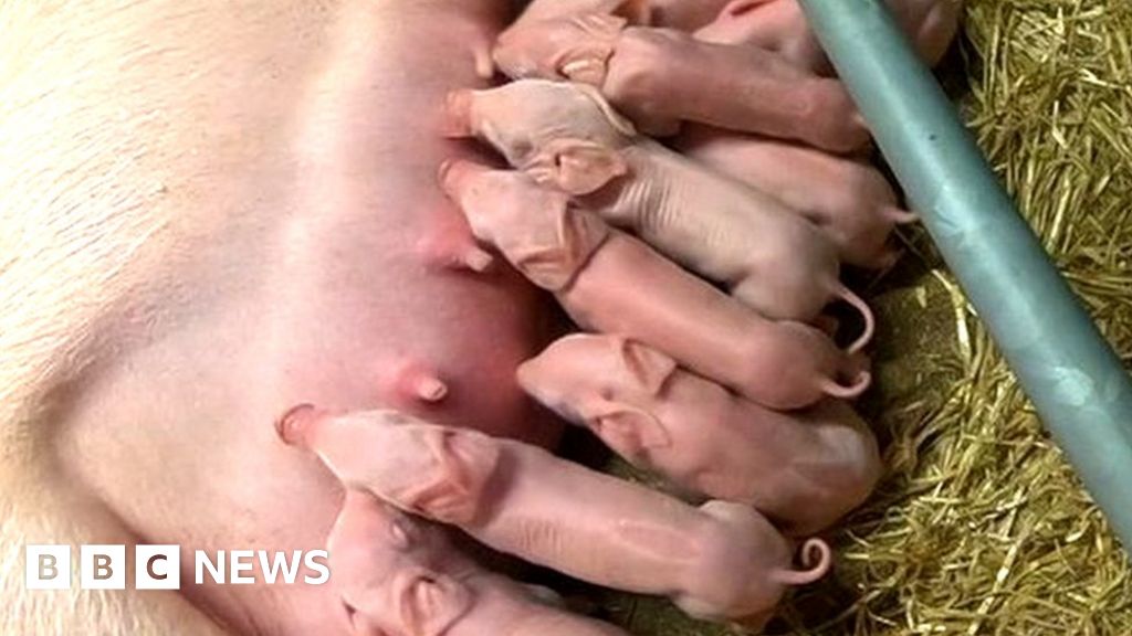 Animal breeding at Jersey Zoo to be reduced - BBC News