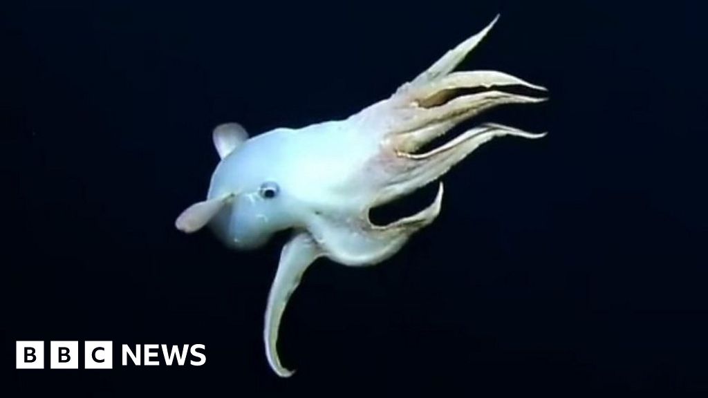 Rare 'Dumbo' octopus filmed on deep sea live stream - BBC News