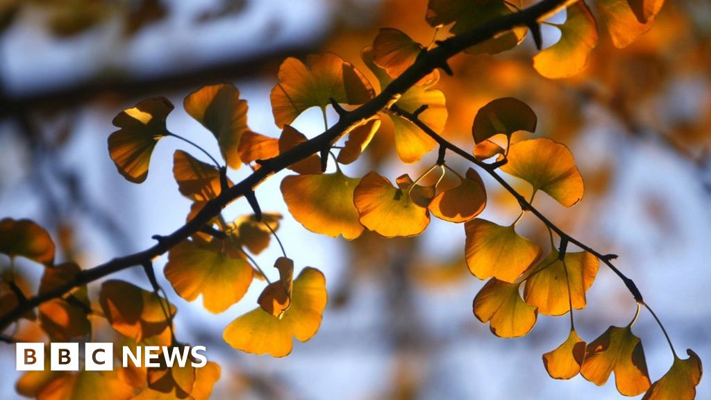 South Korea Seoul Grapples With Smelly Gingko Problem c News