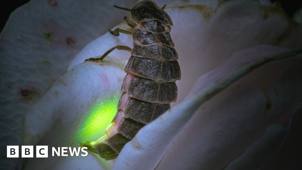The man rescuing Britain's 'magical' glow worms