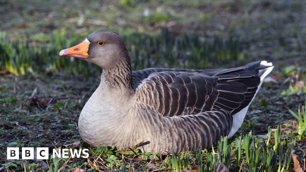 Bird flu found in geese flock near Newent, Forest of Dean BBC News