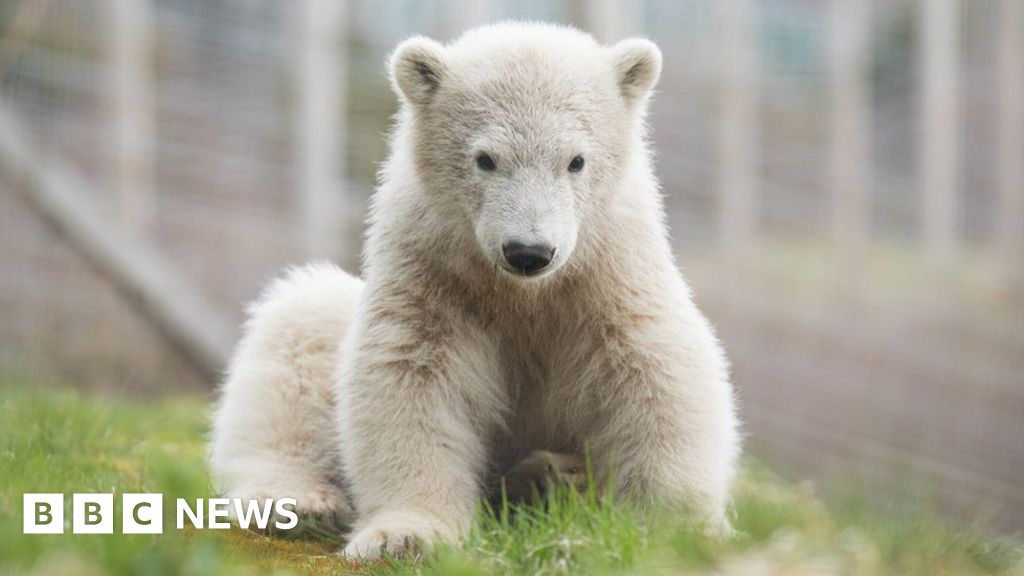 How Do You Keep A Polar Bear Cub Cool In 30c Heat Bbc News