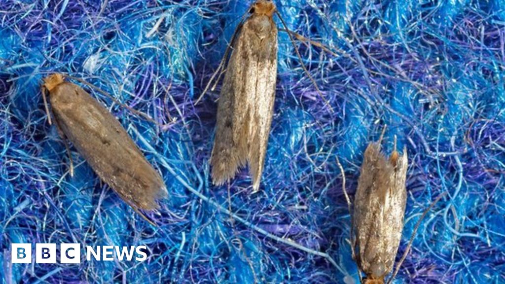 Transgender moths could save your clothes - BBC News