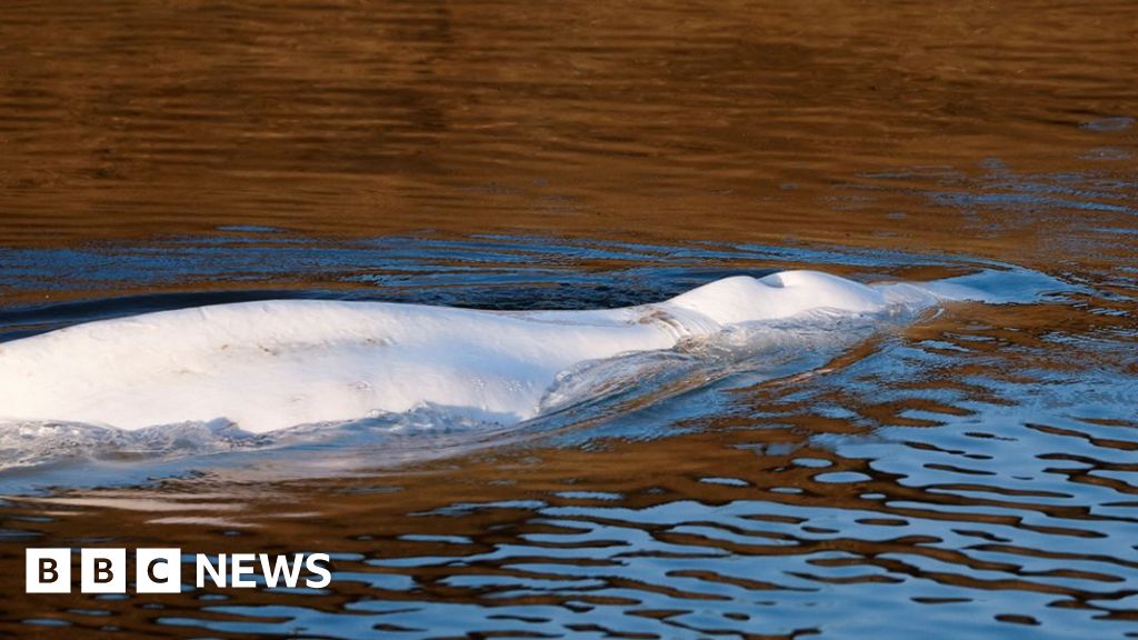 France whale: Rescue operation begins to save beluga stuck in Seine