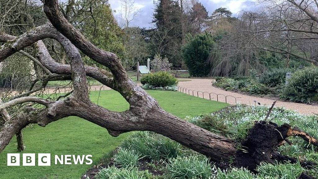 Cambridge University Botanic Garden’s ‘Newton’s apple tree’ falls in storm