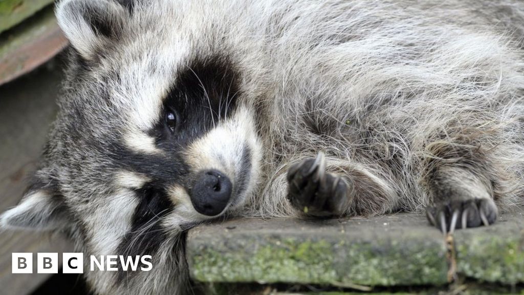 Woman Asks Firefighters To Help Stoned Raccoon 1648