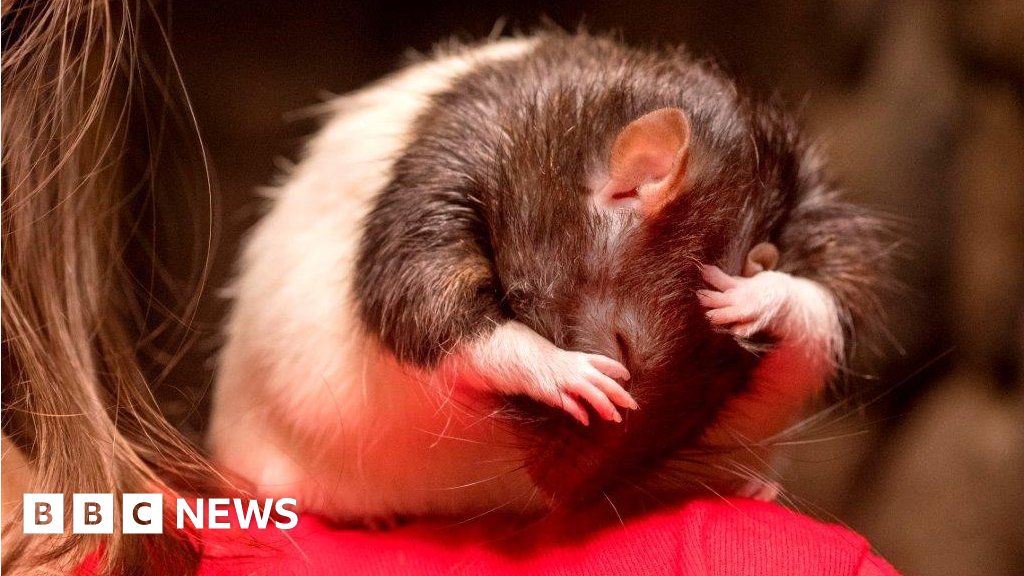 Is it time to stop hating the rat?