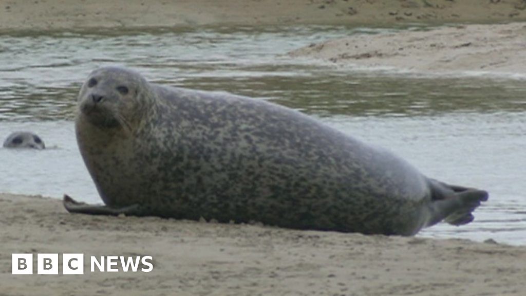 Thames Estuary seal's postmortem exam tracks microplastics BBC News