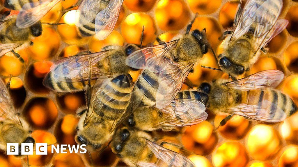 Beekeeping is one of the oldest industries in existence, but it faces numerous threats. A number of tech firms hope to help the honey bee have a brigh