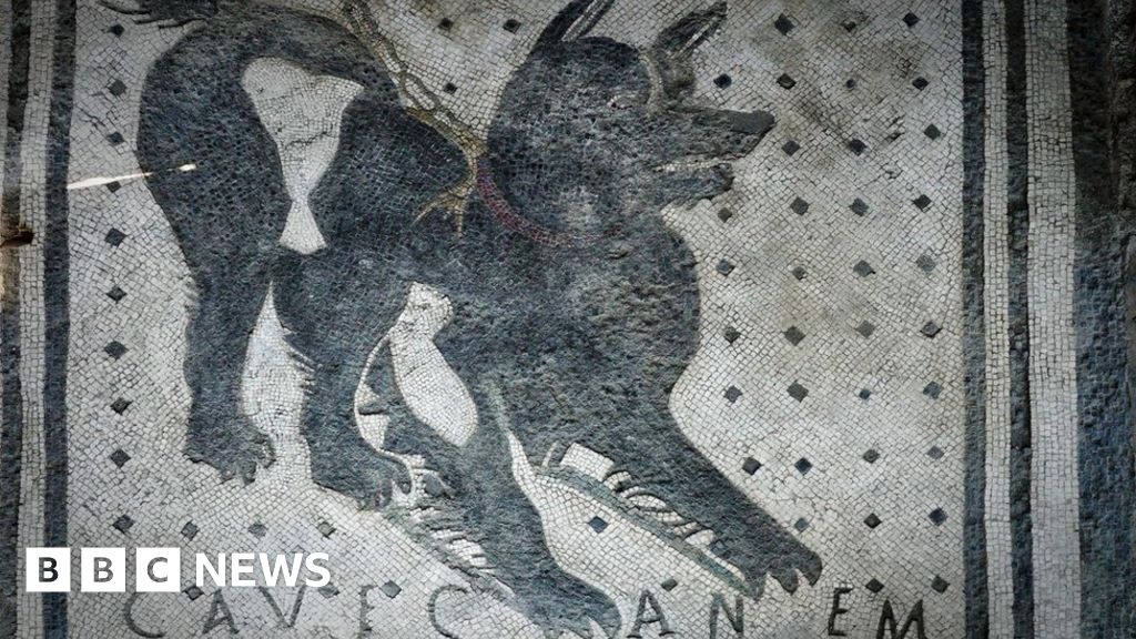 Pompeii Guard Dog Mosaic Back On Show Bbc News