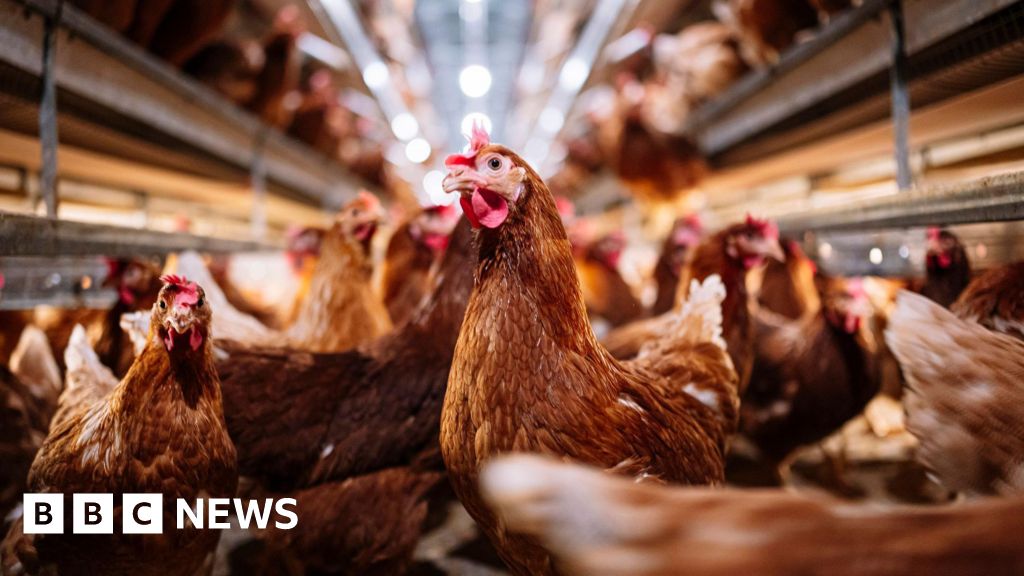 Nearly 16,000 birds to be culled after avian flu outbreak in Co Tyrone