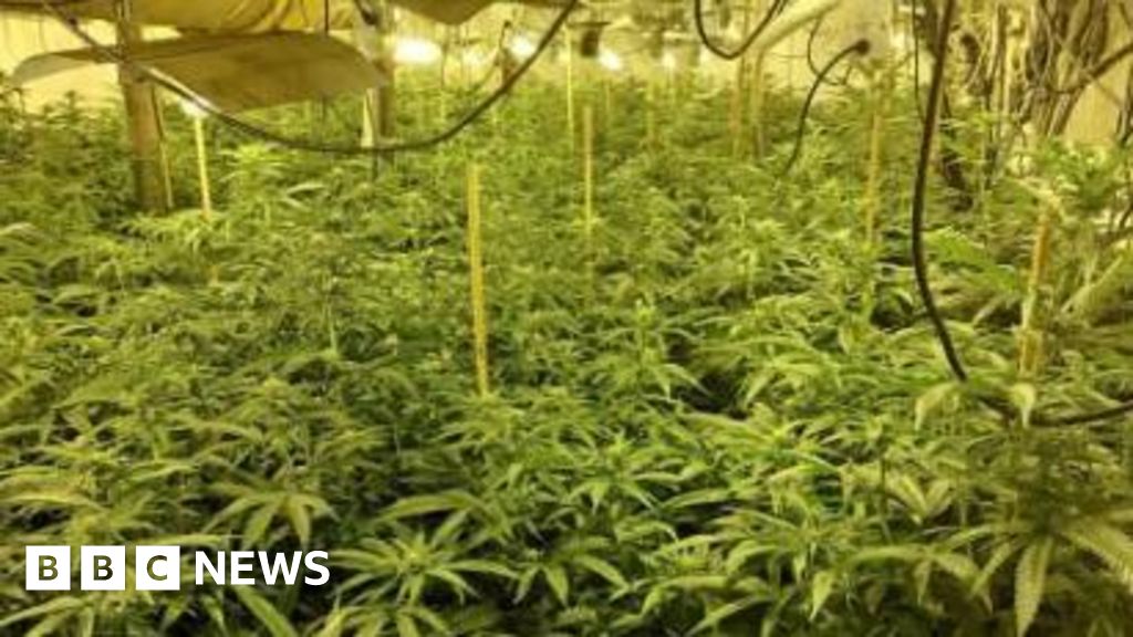 Two Arrested in Kempsey Cannabis Grow Operation