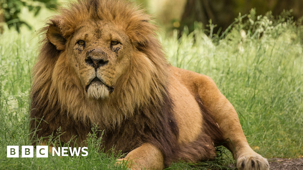 Elderly lion put down after attack at Merseyside safari park - BBC News