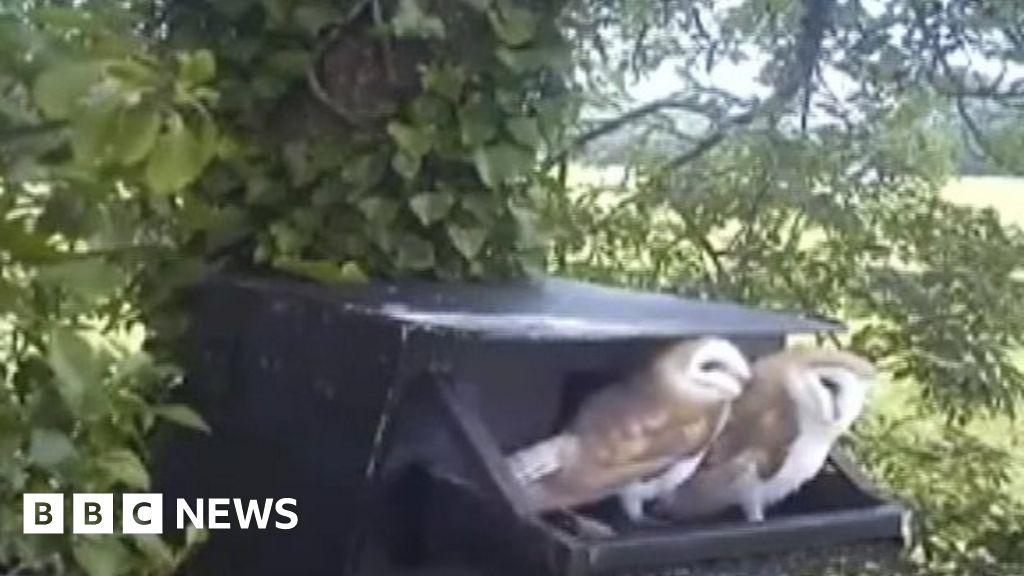 Owl Chicks Hatch In Man Made Nesting Box On Ards Peninsula Bbc News