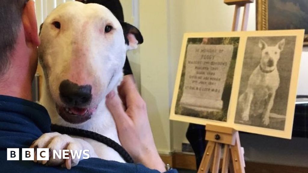 heroic-world-war-two-dog-peggy-honoured-73-years-after-death-bbc-news