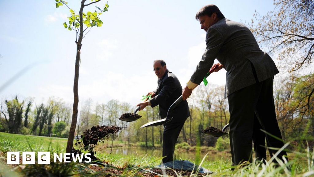 Is there any point in planting new trees? BBC News