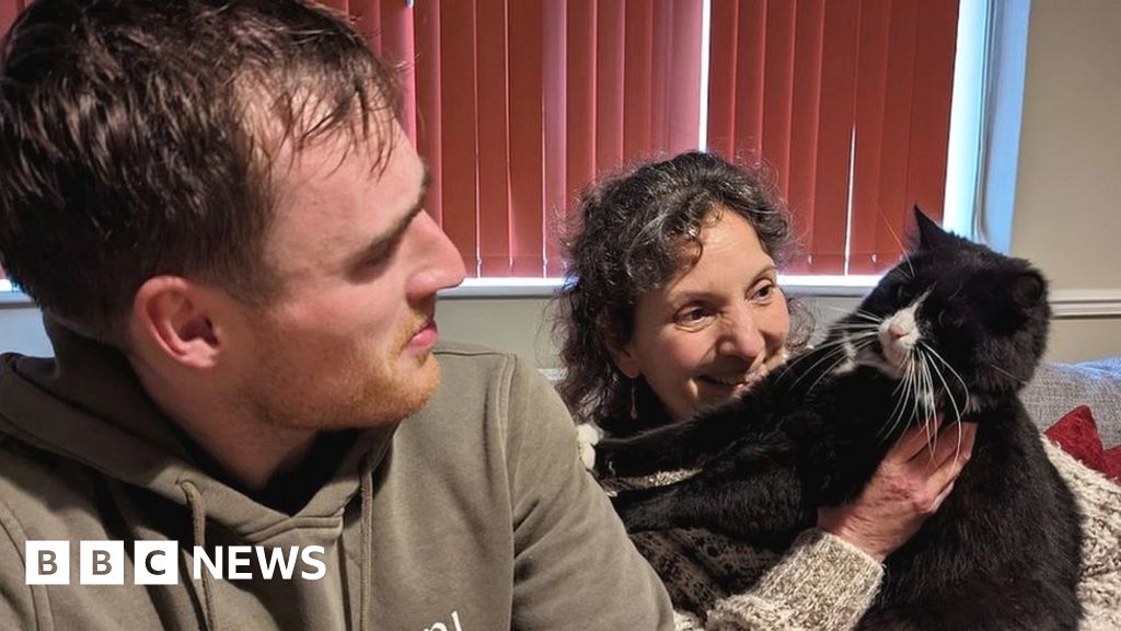 Cat rescued from giant fir by climbing tree surgeon BBC News