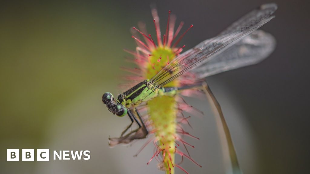 How a meateating plant catches its prey BBC News