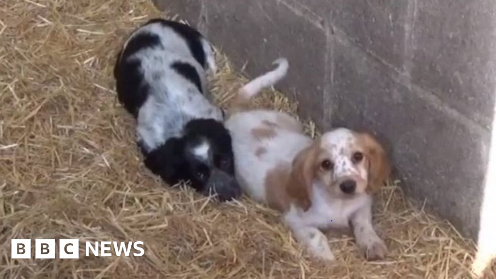 Bradford puppy farm dumped dead dogs in wheelbarrow BBC News